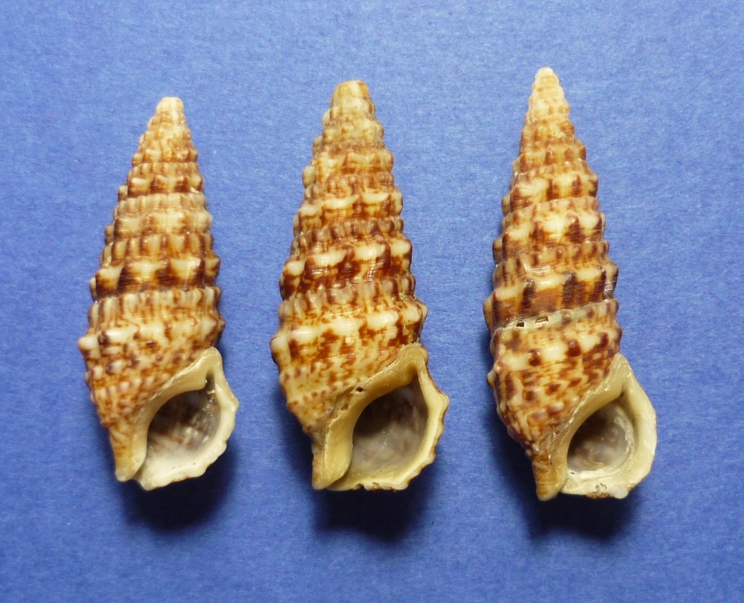 Cerithium vulgatum